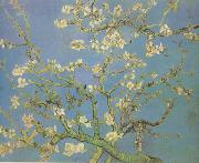 Vincent Van Gogh Blossoming Almond Tree (nn04) oil on canvas